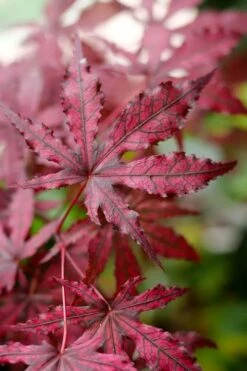 Amagi Shigure Japanese Maple - 3 Gallon Pot -Outlet Drip Mingle Store acer palmatum amagi shigure japanese maple 3