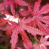 Amagi Shigure Japanese Maple - 3 Gallon Pot 1 Amagi Shigure Japanese Maple - 3 Gallon Pot -Outlet Drip Mingle Store acer palmatum amagi shigure japanese maple 5