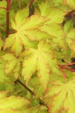 Anne Irene Japanese Maple - 3 Gallon Pot -Outlet Drip Mingle Store acer palmatum anne irene japanese maple 3