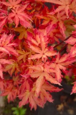 Anne Irene Japanese Maple - 3 Gallon Pot -Outlet Drip Mingle Store acer palmatum anne irene japanese maple 5