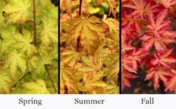Anne Irene Japanese Maple - 3 Gallon Pot -Outlet Drip Mingle Store acer palmatum anne irene japanese maple 6