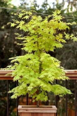 Anne Irene Japanese Maple - 3 Gallon Pot -Outlet Drip Mingle Store acer palmatum anne irene japanese maple 7
