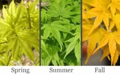 Aoyagi Japanese Maple (Ukon) - 5 Gallon Pot -Outlet Drip Mingle Store acer palmatum aoyagi japanese maple 2