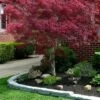 Ribbon Leaf Japanese Maple (Acer Palmatum 'Atrolineare') - 3 Gallon Pot -Outlet Drip Mingle Store acer palmatum atrolineare ribbon leaf japanese maple 1
