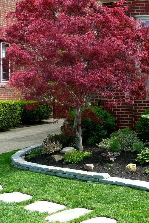 Ribbon Leaf Japanese Maple (Acer Palmatum 'Atrolineare') - 3 Gallon Pot 3 Ribbon Leaf Japanese Maple (Acer Palmatum 'Atrolineare') - 3 Gallon Pot