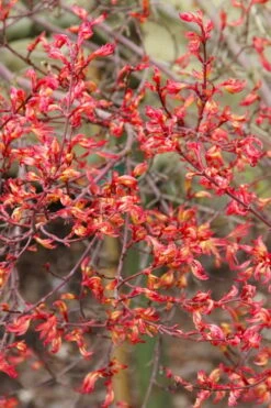 Beni Hime Dwarf Japanese Maple - 3 Gallon Pot -Outlet Drip Mingle Store acer palmatum beni hime japanese maple 5