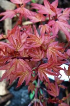Beni Hime Dwarf Japanese Maple - 3 Gallon Pot -Outlet Drip Mingle Store acer palmatum beni hime japanese maple 8