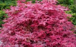 'Beni Maiko' Red Dancing Girl Japanese Maple - 5 Gallon Pot 11 'Beni Maiko' Red Dancing Girl Japanese Maple - 5 Gallon Pot -Outlet Drip Mingle Store acer palmatum beni maiko japanese maple 2 2