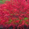 'Beni Maiko' Red Dancing Girl Japanese Maple - 2 Gallon Pot 1 'Beni Maiko' Red Dancing Girl Japanese Maple - 2 Gallon Pot -Outlet Drip Mingle Store acer palmatum beni maiko japanese maple 4