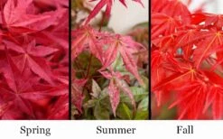 'Beni Maiko' Red Dancing Girl Japanese Maple - 1 Gallon Pot -Outlet Drip Mingle Store acer palmatum beni maiko japanese maple 5 1