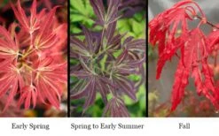 'Beni Shi En' Purple Smoke Japanese Maple - 3 Gallon Pot 11 'Beni Shi En' Purple Smoke Japanese Maple - 3 Gallon Pot -Outlet Drip Mingle Store acer palmatum beni shi en japanese maple tree 12