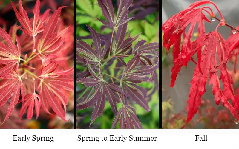 'Beni Shi En' Purple Smoke Japanese Maple - 3 Gallon Pot 6 'Beni Shi En' Purple Smoke Japanese Maple - 3 Gallon Pot - Image 4