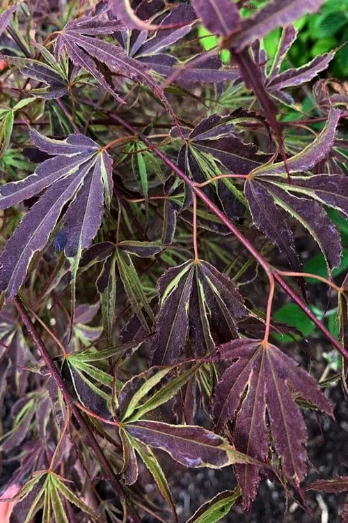 'Beni Shi En' Purple Smoke Japanese Maple - 3 Gallon Pot 7 'Beni Shi En' Purple Smoke Japanese Maple - 3 Gallon Pot - Image 5