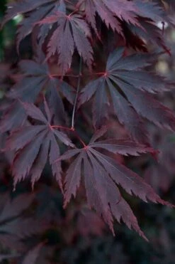Black Lace Japanese Maple - 6 Gallon Pot -Outlet Drip Mingle Store acer palmatum black lace japanese maple 1