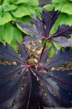 Black Lace Japanese Maple - 6 Gallon Pot -Outlet Drip Mingle Store acer palmatum black lace japanese maple 5