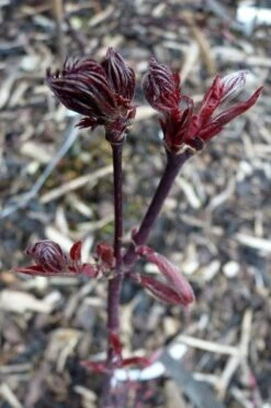 Black Lace Japanese Maple - 6 Gallon Pot -Outlet Drip Mingle Store acer palmatum black lace japanese maple 8