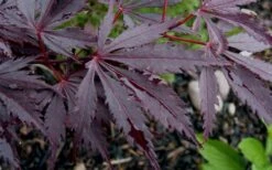 Black Lace Japanese Maple - 6 Gallon Pot -Outlet Drip Mingle Store acer palmatum black lace japanese maple 9