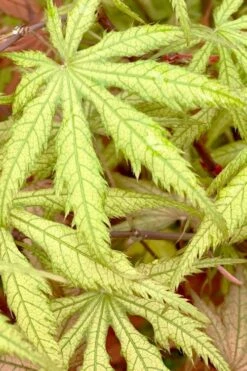 Blonde Beauty Japanese Maple - 3 Gallon Pot -Outlet Drip Mingle Store acer palmatum blonde beauty japanese maple 3