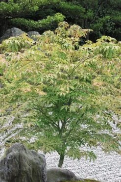 Blonde Beauty Japanese Maple - 3 Gallon Pot -Outlet Drip Mingle Store acer palmatum blonde beauty japanese maple 5