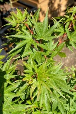 Corvallis Broom Dwarf Coral Bark Japanese Maple - 3 Gallon Pot 16 Corvallis Broom Dwarf Coral Bark Japanese Maple - 3 Gallon Pot -Outlet Drip Mingle Store acer palmatum corvallis broom dwarf coral bark japanese maple 3