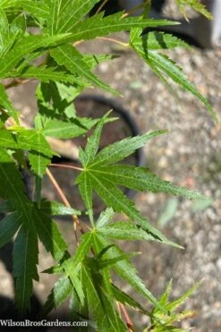 Corvallis Broom Dwarf Coral Bark Japanese Maple - 3 Gallon Pot 19 Corvallis Broom Dwarf Coral Bark Japanese Maple - 3 Gallon Pot -Outlet Drip Mingle Store acer palmatum corvallis broom dwarf coral bark japanese maple 5