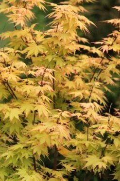 Spring Orange Japanese Maple (Acer Palmatum 'Daidai Haru) - 3 Gallon Pot -Outlet Drip Mingle Store acer palmatum daidai haru japanese maple 3