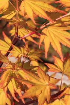 Spring Orange Japanese Maple (Acer Palmatum 'Daidai Haru) - 3 Gallon Pot -Outlet Drip Mingle Store acer palmatum daidai haru spring orange japanese maple 4