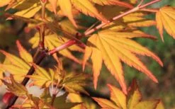 Spring Orange Japanese Maple (Acer Palmatum 'Daidai Haru) - 3 Gallon Pot -Outlet Drip Mingle Store acer palmatum daidai haru spring orange japanese maple 5