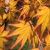 Spring Orange Japanese Maple (Acer Palmatum 'Daidai Haru) - 3 Gallon Pot -Outlet Drip Mingle Store acer palmatum daidai haru spring orange japanese maple 6
