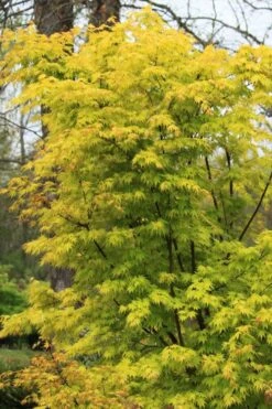 Spring Orange Japanese Maple (Acer Palmatum 'Daidai Haru) - 3 Gallon Pot -Outlet Drip Mingle Store acer palmatum daidai haru spring orange japanese maple 7