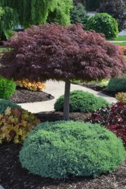 Crimson Queen Dwarf Japanese Maple (High Graft Tree Form) - 2 Gallon Pot 14 Crimson Queen Dwarf Japanese Maple (High Graft Tree Form) - 2 Gallon Pot -Outlet Drip Mingle Store acer palmatum dissectum crimson queen high graft tree form formal
