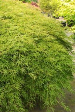 Otto's Dissectum Japanese Maple (Acer Palmatum) - 5 Gallon Pot -Outlet Drip Mingle Store acer palmatum dissectum ottos japanese maple 1