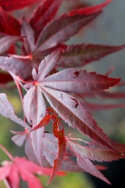 Dragon Tears Japanese Maple - 3 Gallon Pot -Outlet Drip Mingle Store acer palmatum dragon tears japanese maple 1