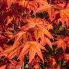 Dragon Tears Japanese Maple - 3 Gallon Pot 2 Dragon Tears Japanese Maple - 3 Gallon Pot -Outlet Drip Mingle Store acer palmatum dragon tears japanese maple 5