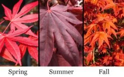 Dragon Tears Japanese Maple - 3 Gallon Pot -Outlet Drip Mingle Store acer palmatum dragon tears japanese maple 6