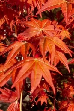 Dragon Tears Japanese Maple - 3 Gallon Pot -Outlet Drip Mingle Store acer palmatum dragon tears japanese maple 7