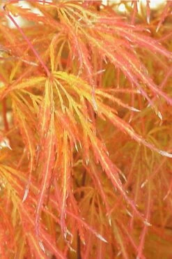 Edgewood's Golden Japanese Maple - 3 Gallon Pot 11 Edgewood's Golden Japanese Maple - 3 Gallon Pot -Outlet Drip Mingle Store acer palmatum edgewoods golden 1