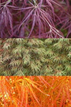 Edgewood's Golden Japanese Maple - 3 Gallon Pot 10 Edgewood's Golden Japanese Maple - 3 Gallon Pot -Outlet Drip Mingle Store acer palmatum edgewoods golden 4