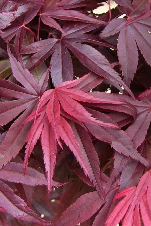 Emperor 1 Japanese Maple - 1 Gallon Pot 8 Emperor 1 Japanese Maple - 1 Gallon Pot - Image 6