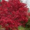 Emperor 1 Japanese Maple - 2 Gallon Pot -Outlet Drip Mingle Store acer palmatum emperor 1 japanese maple 21 3