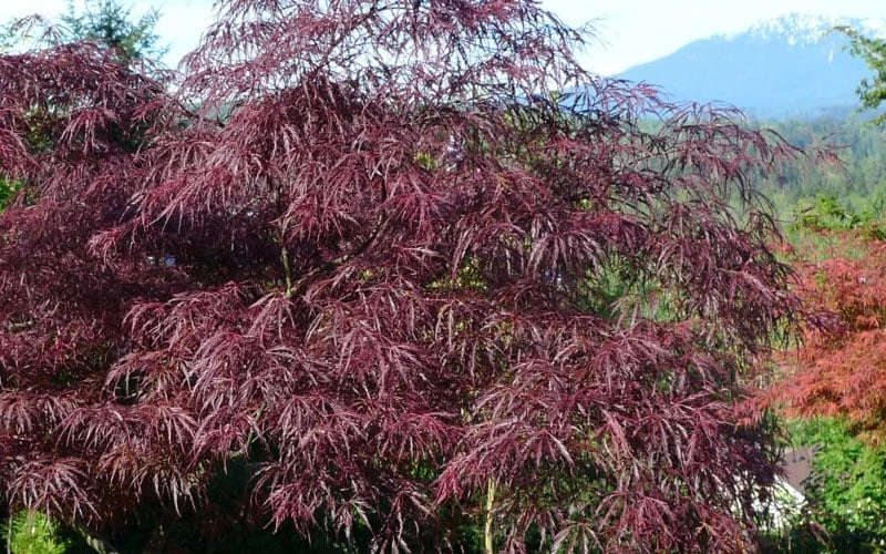 English Lace Japanese Maple - 6 Gallon Pot*B5 7 English Lace Japanese Maple - 6 Gallon Pot*B5 - Image 5