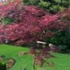 English Lace Japanese Maple - 6 Gallon Pot*B5 1 English Lace Japanese Maple - 6 Gallon Pot*B5 -Outlet Drip Mingle Store acer palmatum english lace japanese maple 4