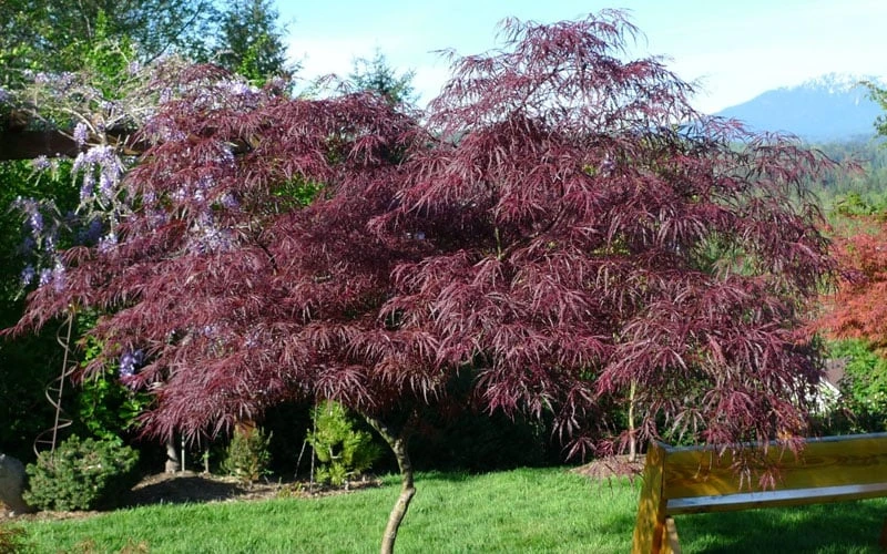 English Lace Japanese Maple - 6 Gallon Pot*B5 6 English Lace Japanese Maple - 6 Gallon Pot*B5 - Image 4