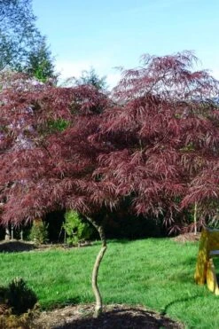 English Lace Japanese Maple - 6 Gallon Pot*B5 19 English Lace Japanese Maple - 6 Gallon Pot*B5 -Outlet Drip Mingle Store acer palmatum english lace japanese maple 6