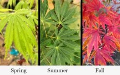 Fascination Japanese Maple - 3 Gallon Pot -Outlet Drip Mingle Store acer palmatum fascination japanese maple foliage colors 15