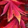 Fascination Japanese Maple - 3 Gallon Pot