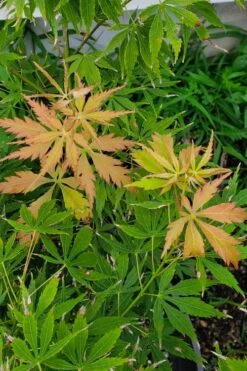 Fascination Japanese Maple - 3 Gallon Pot -Outlet Drip Mingle Store acer palmatum fascination japanese maple summer color 1