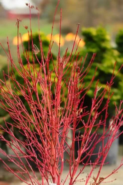Fjellheim Dwarf Coral Bark Japanese Maple - 3 Gallon Pot -Outlet Drip Mingle Store acer palmatum fhellheim dwarf coral bark japanese maple 4 1