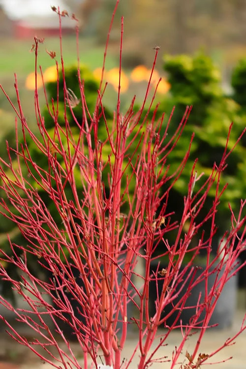 Corvallis Broom Dwarf Coral Bark Japanese Maple - 3 Gallon Pot 6 Corvallis Broom Dwarf Coral Bark Japanese Maple - 3 Gallon Pot - Image 4