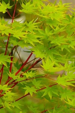 Fjellheim Dwarf Coral Bark Japanese Maple - 3 Gallon Pot -Outlet Drip Mingle Store acer palmatum fhellheim dwarf coral bark japanese maple 5